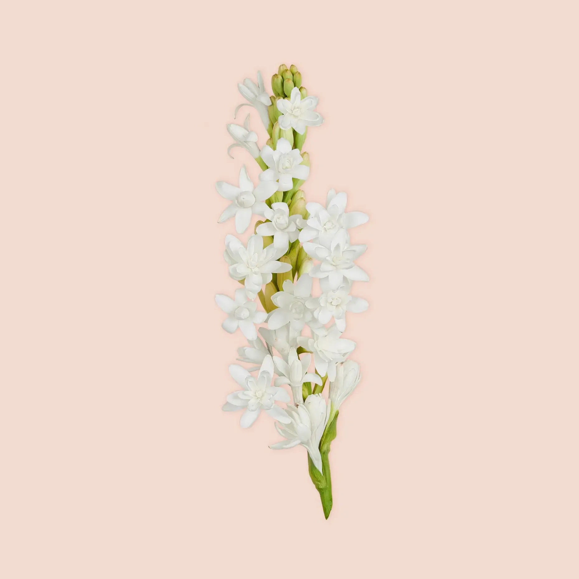 Gucci Bloom Parfum tuoksu 30 ml